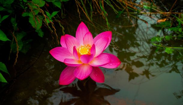 Flor de loto
